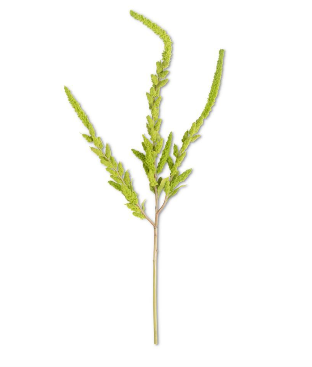 Green Amaranthus Stem