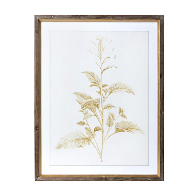 Botanical Sepia Prints