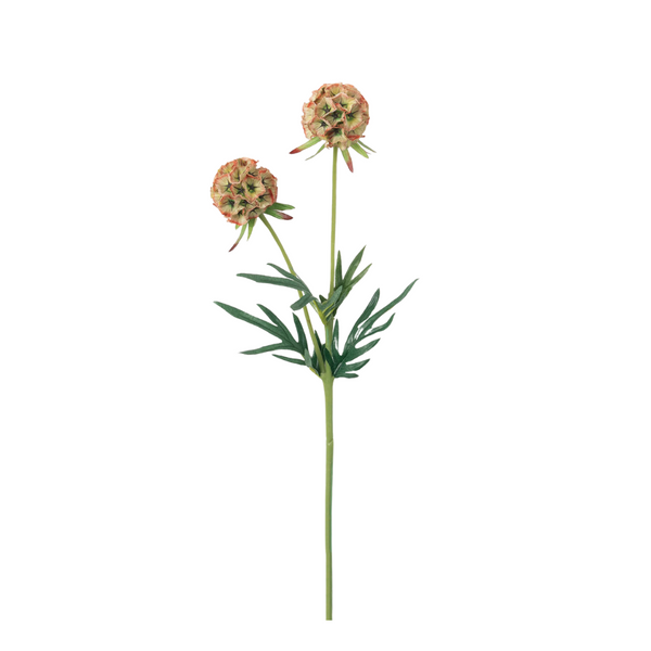 Scabiosa Stem