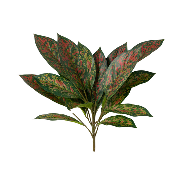 Variegated Spathiphyllum Plant