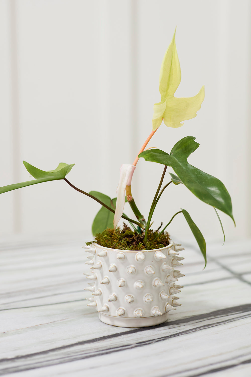 Sadie Spiked Pot
