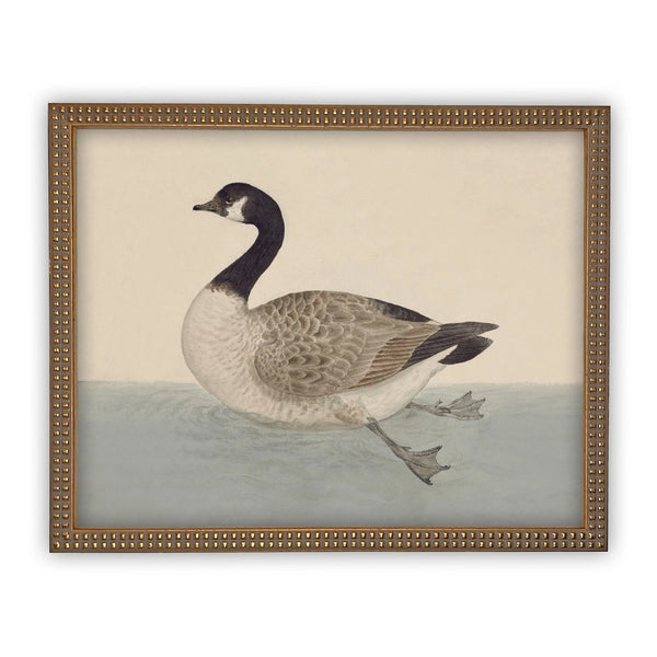 Goose Treading Water