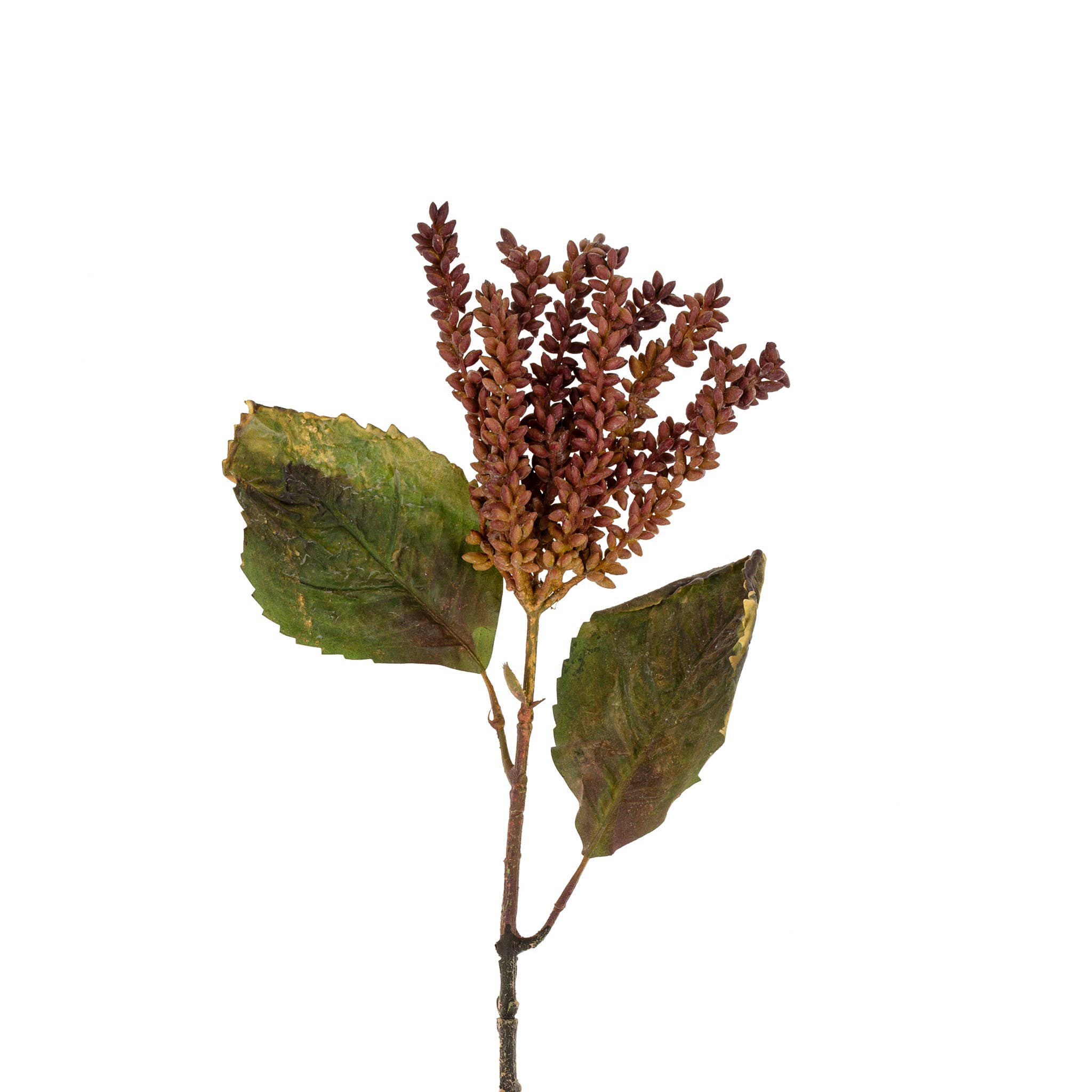 Cascading Purple Seed Stem
