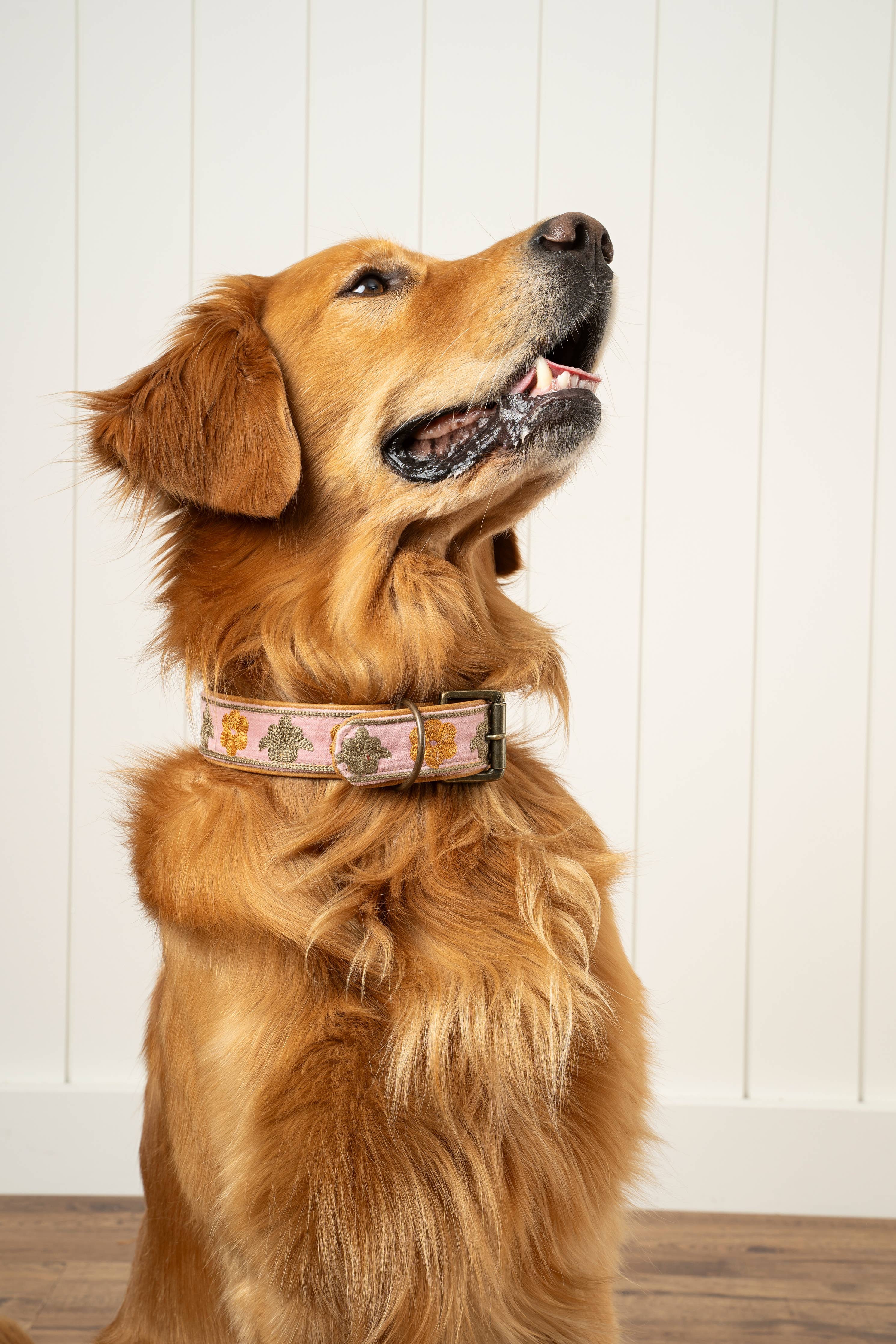 Alfie Embroidered Dog Collar