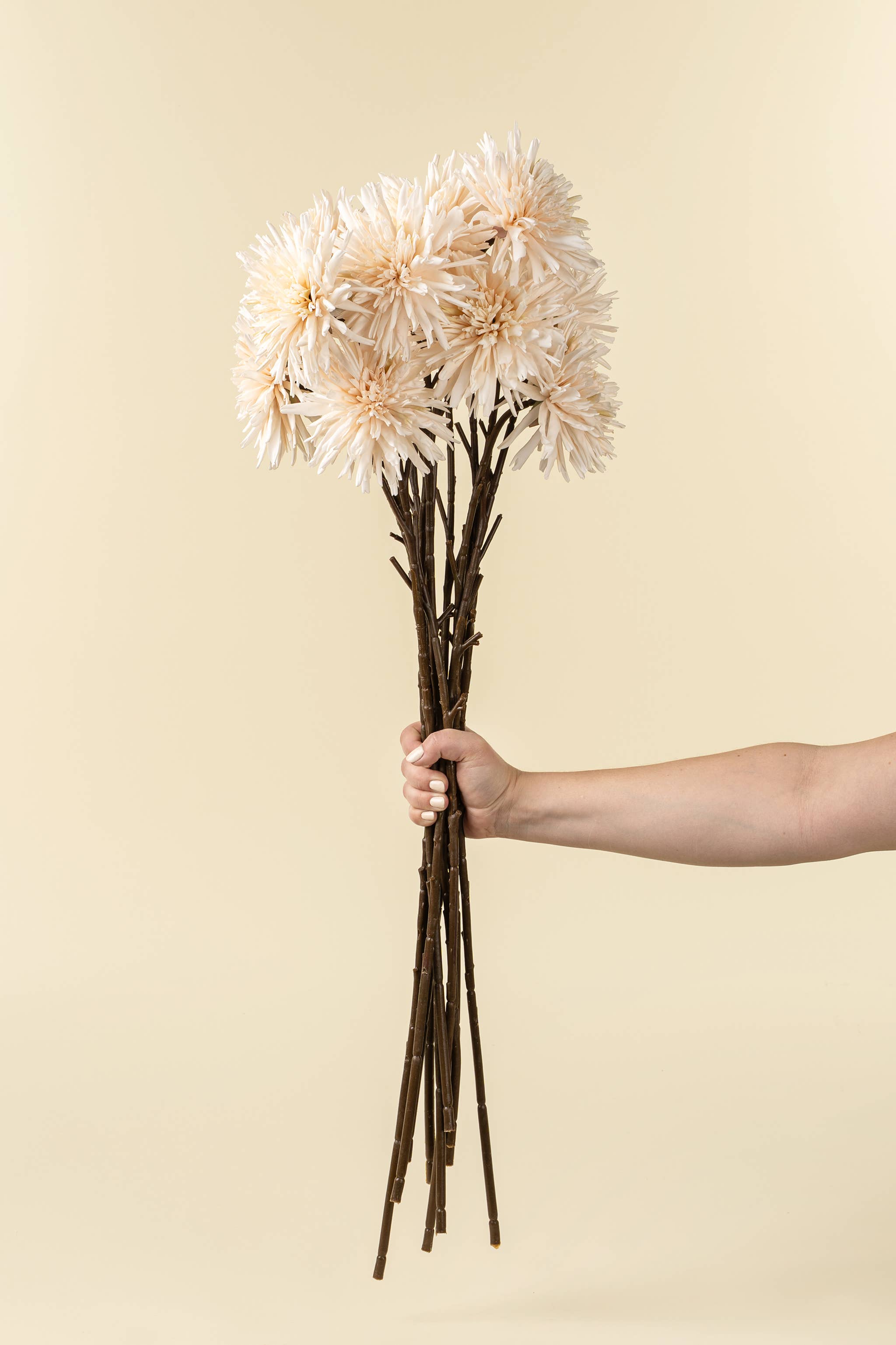 Cream Dahlia Stem