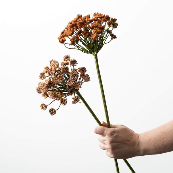 Queen Anne's Spray