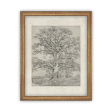 The Oak Tree Framed Canvas Art