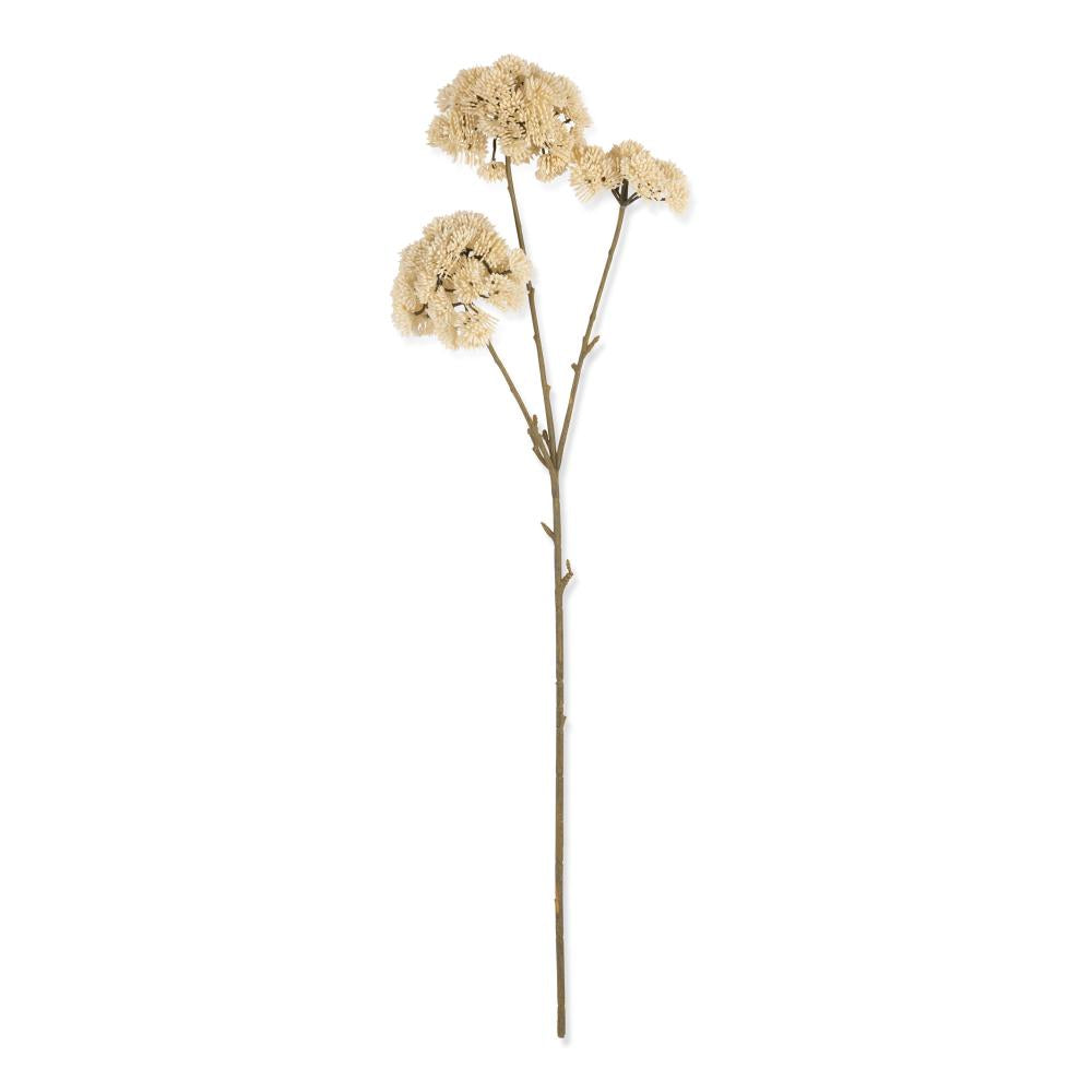 Cream Sedum