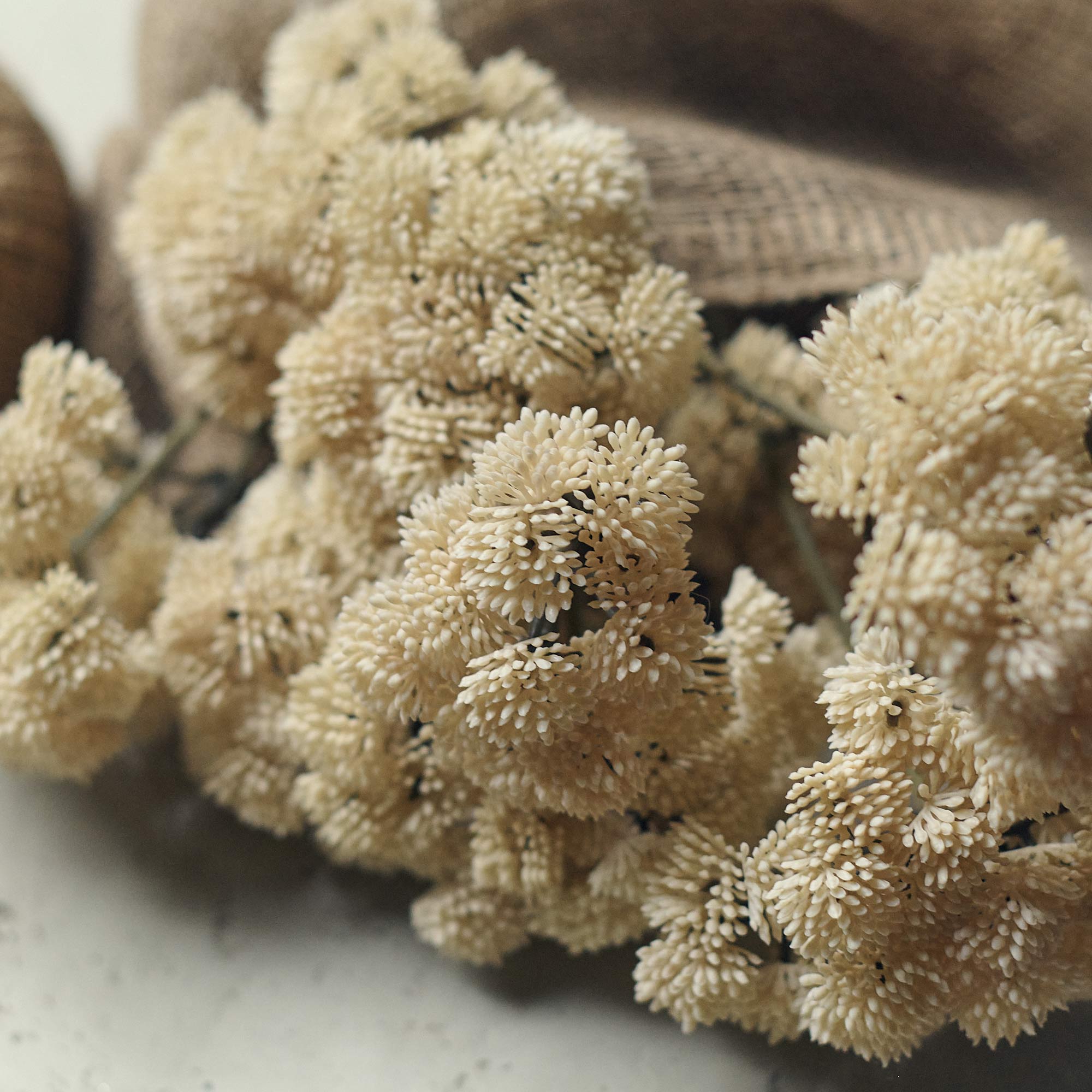Cream Sedum
