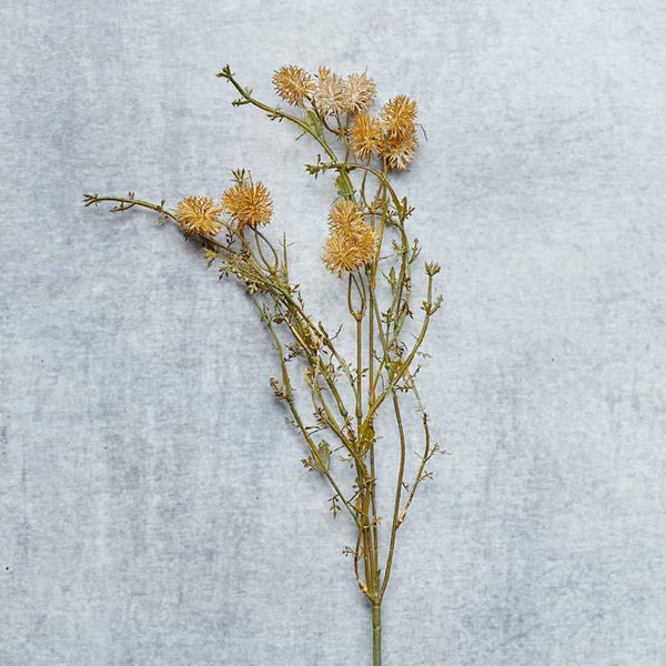 Pom Pom Meadow Stem