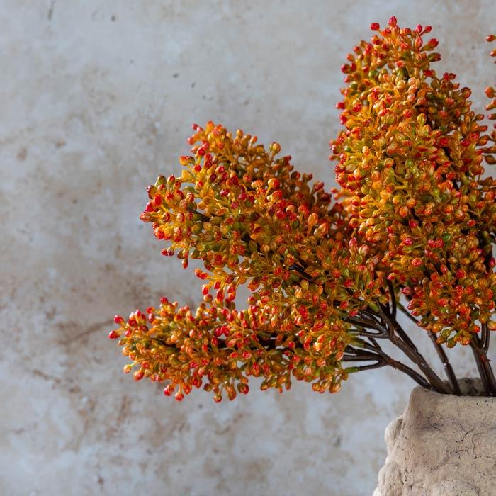 Sunset Sorghum Stem