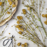 Pom Pom Meadow Stem