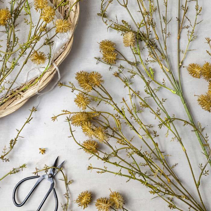 Pom Pom Meadow Stem