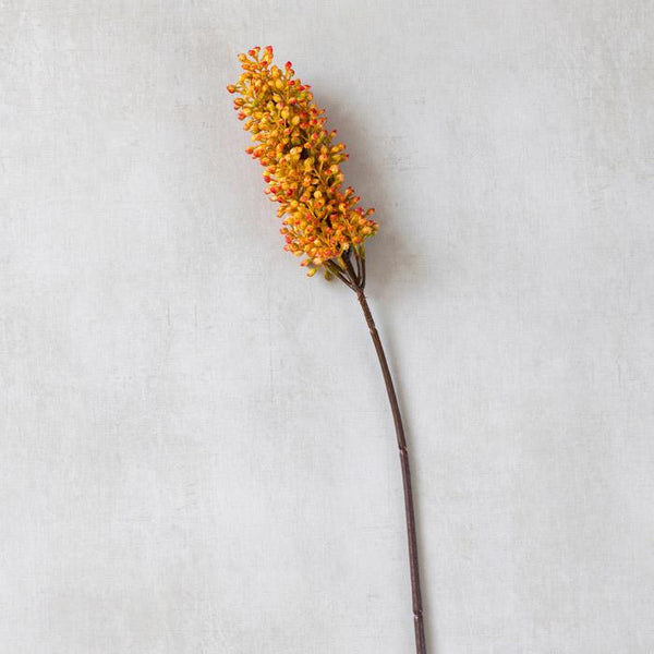 Sunset Sorghum Stem