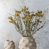 Pom Pom Meadow Stem