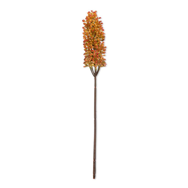Sunset Sorghum Stem