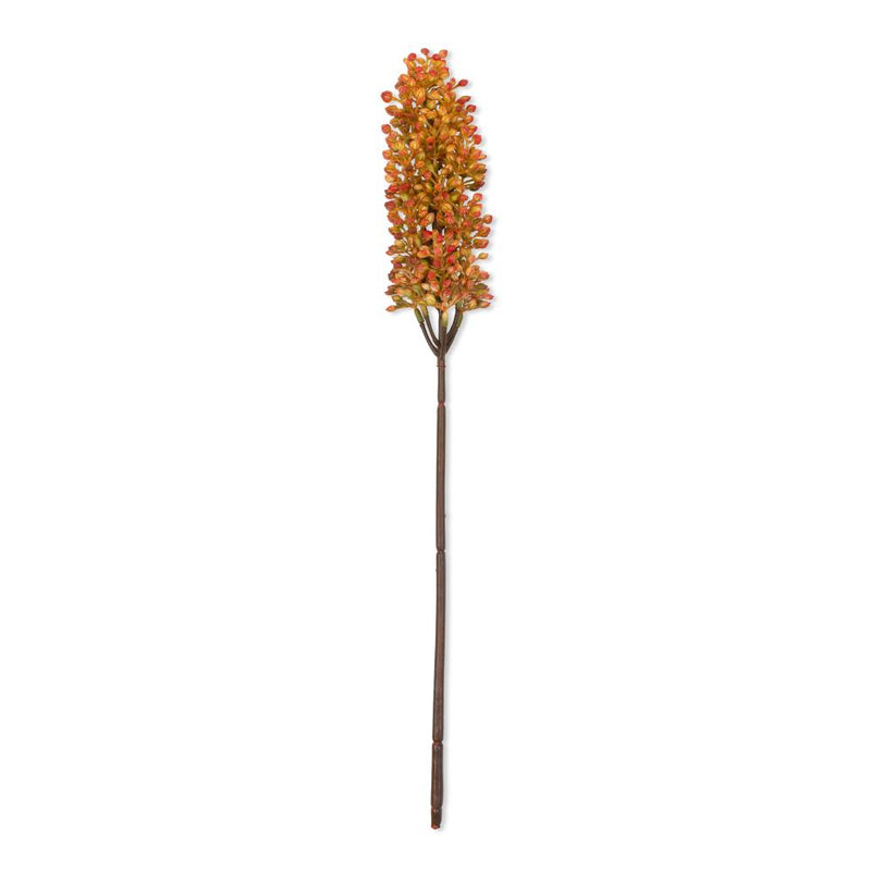 Sunset Sorghum Stem