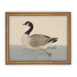 Goose Treading Water