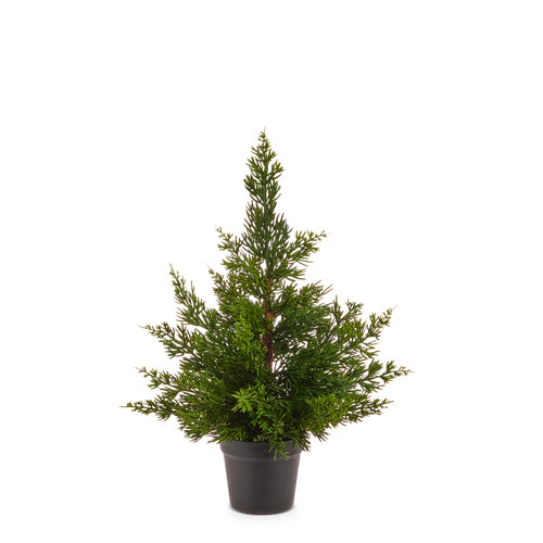Cedar Tree in Pot