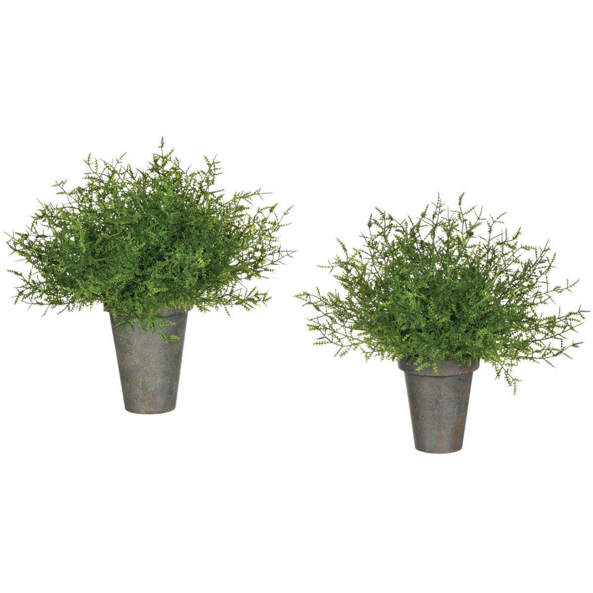 Potted Feather Fern