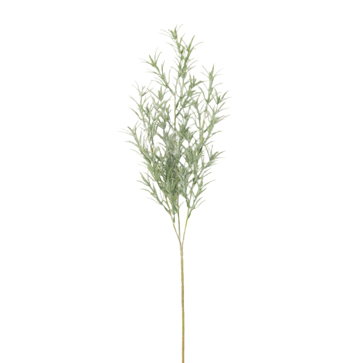 Long Rosemary Stem