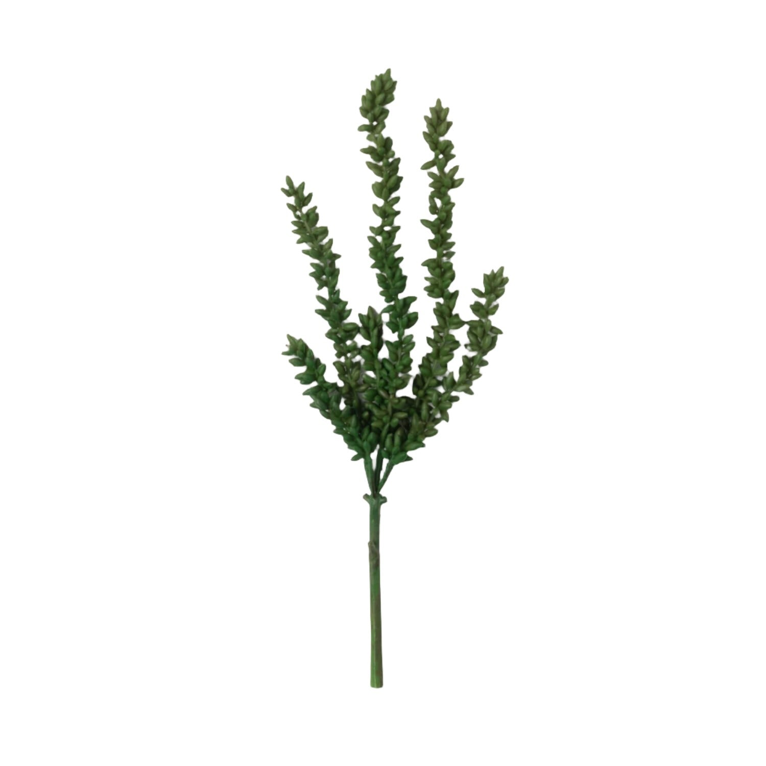 Succulent Vine