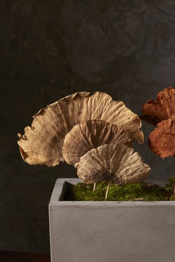 Tan Sponge Mushroom Stem
