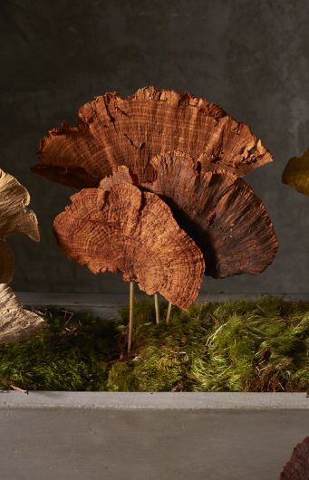 Orange Sponge Mushroom Stem