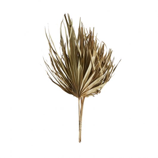 Dried Sun Fan Spears