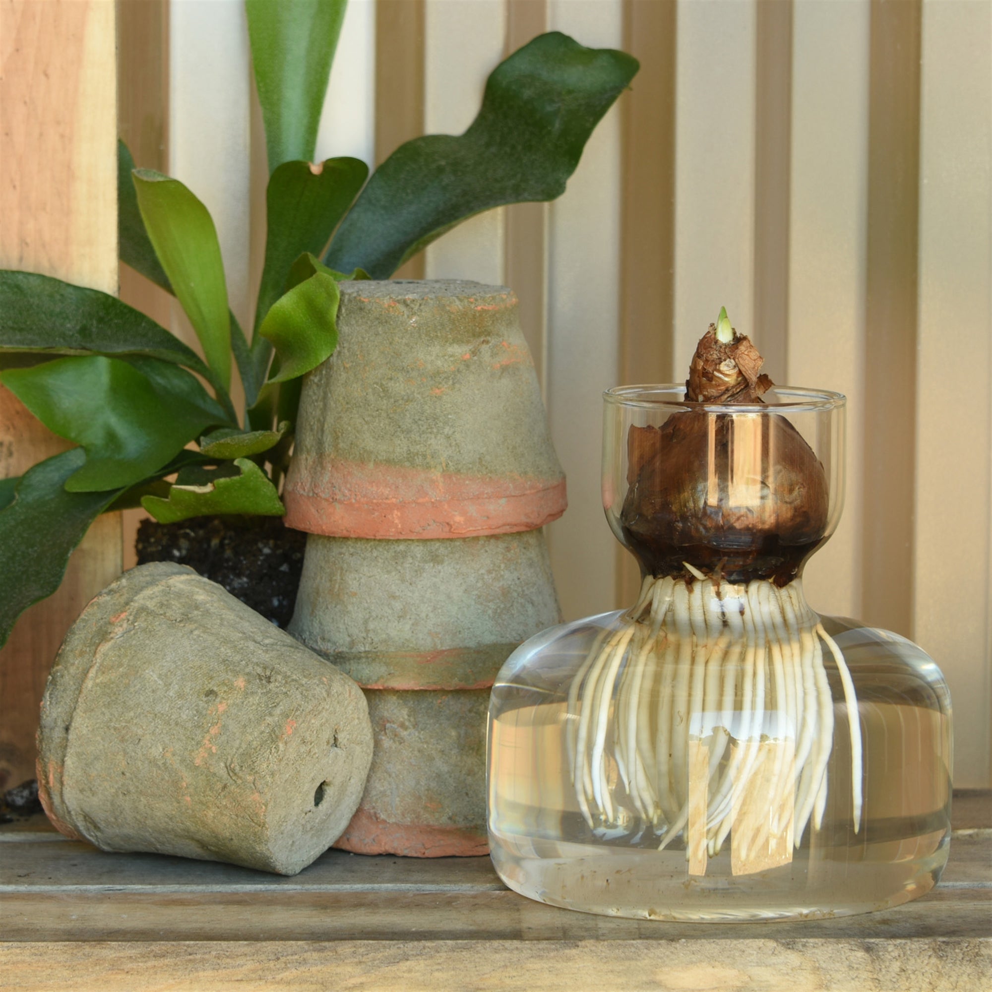Wide Bloom Bulb vase