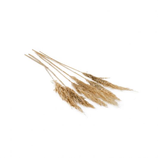Dried Pampas Grass Bundle