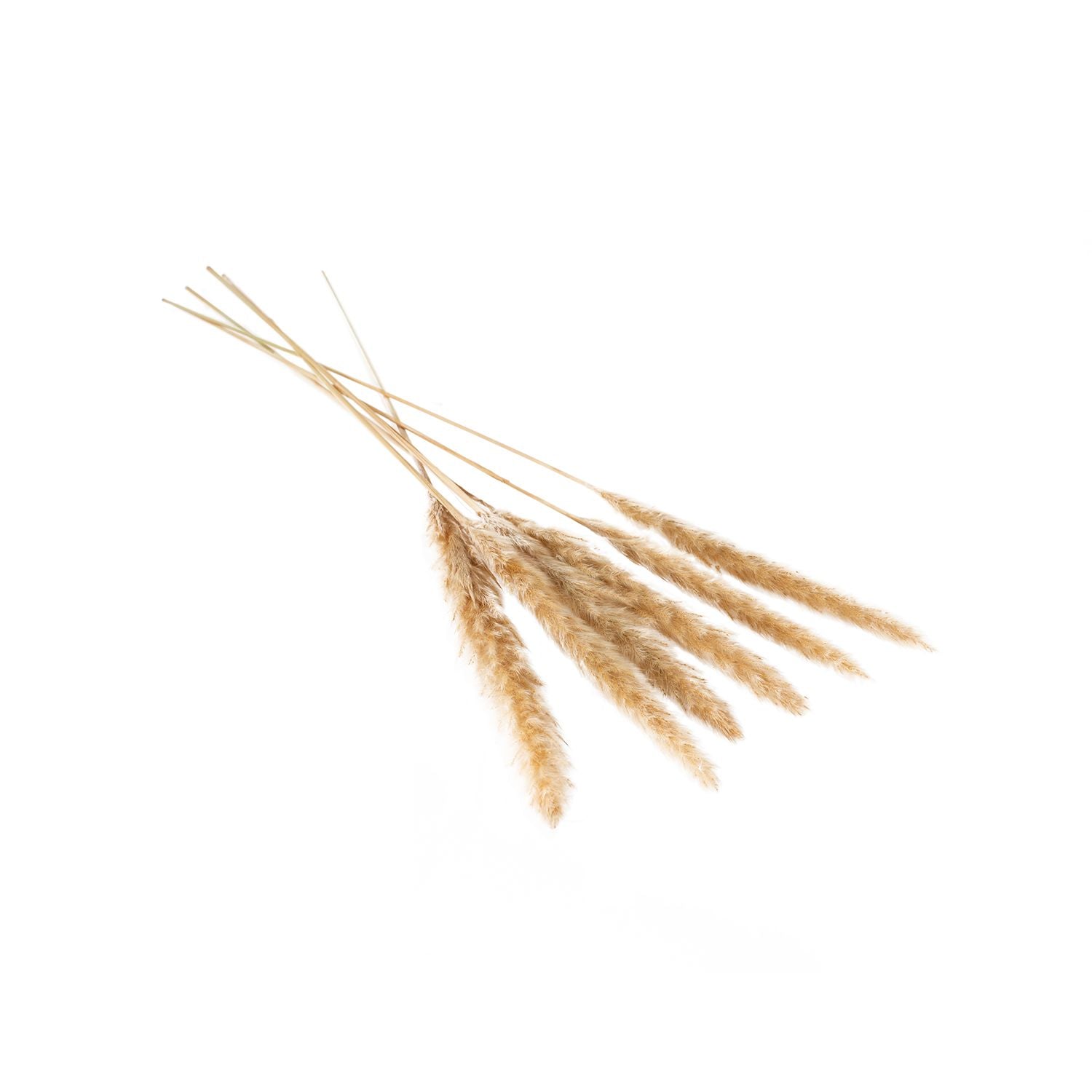 Dried Pampas Grass Bundle