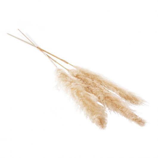 Dried Pampas Grass Extra Tall