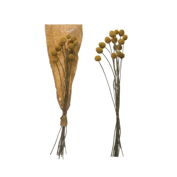 Dried Craspedia Bunch Yellow