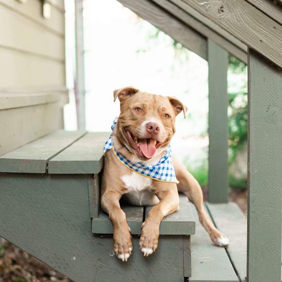 Blue Gingham Dog Bandana