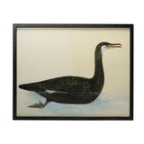 Framed Vintage Reproduction Bird Image