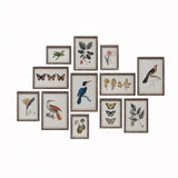 Insect, Bird, and Plant Art Assorted Prints