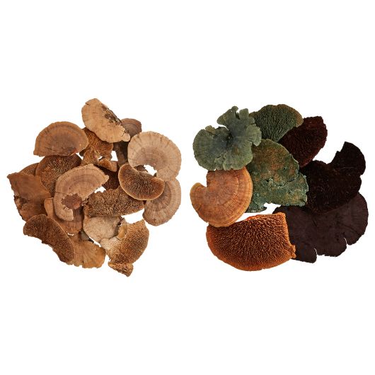 Dried Assorted Sponge Mushrooms